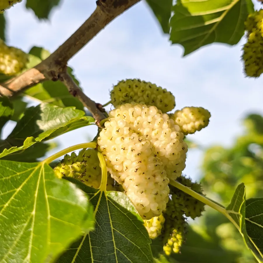 Il gelso bianco del Malcandrino