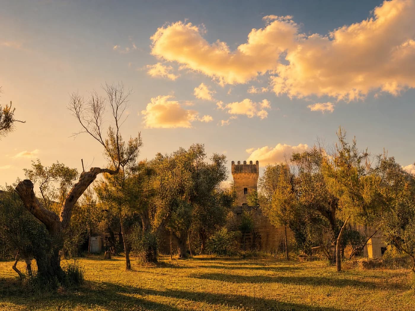 El olivar del Malcandrino con la torre al fondo al atardecer